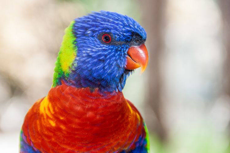 Fonds d'cran Animaux Oiseaux - Perruches toutes les couleurs monde