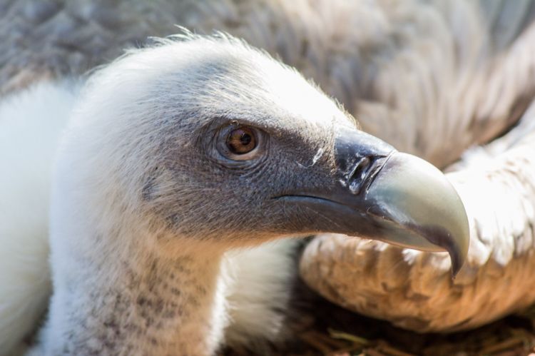 Fonds d'cran Animaux Oiseaux - Vautours toutes les couleurs monde