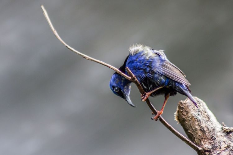 Fonds d'cran Animaux Oiseaux - Divers toutes les couleurs monde