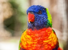  Animaux toutes les couleurs monde