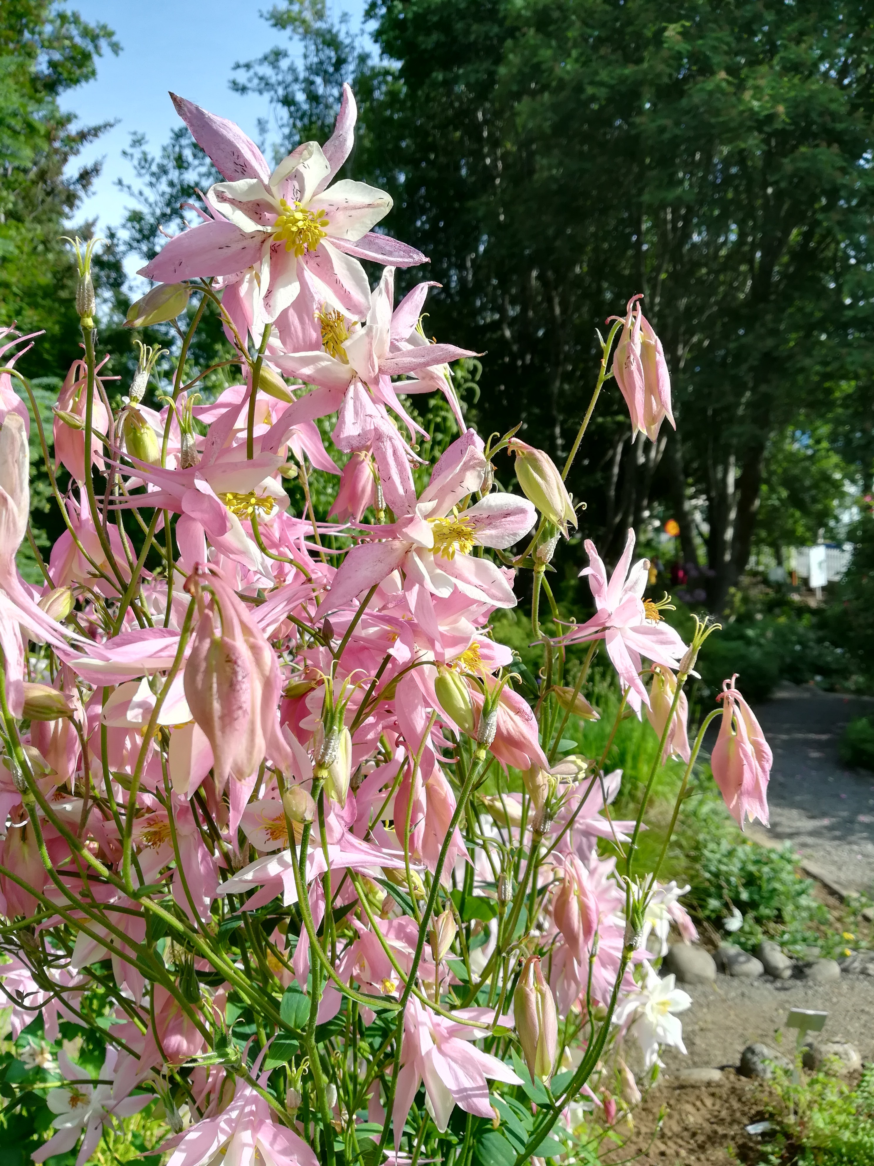 Fonds d'cran Nature Fleurs 