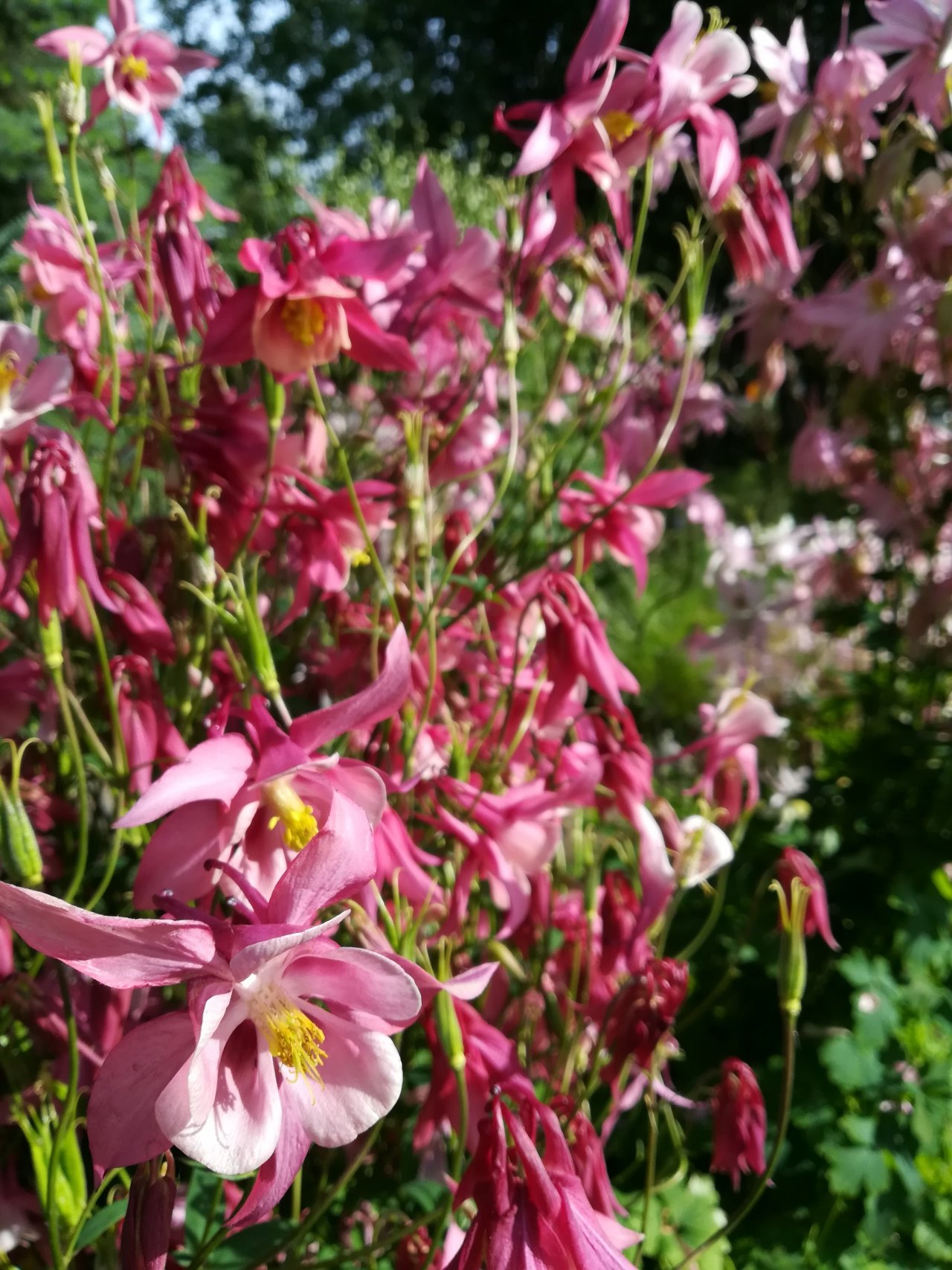 Fonds d'cran Nature Fleurs 