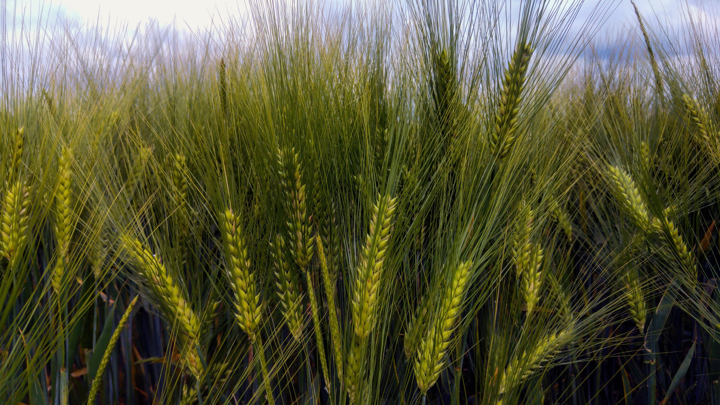 Fonds d'cran Nature Champs - Prairies 