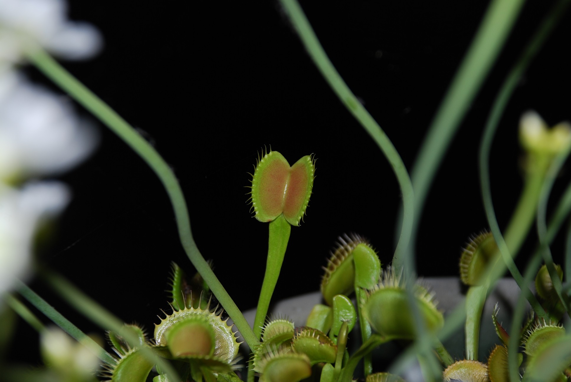 Fonds d'cran Nature Fleurs 