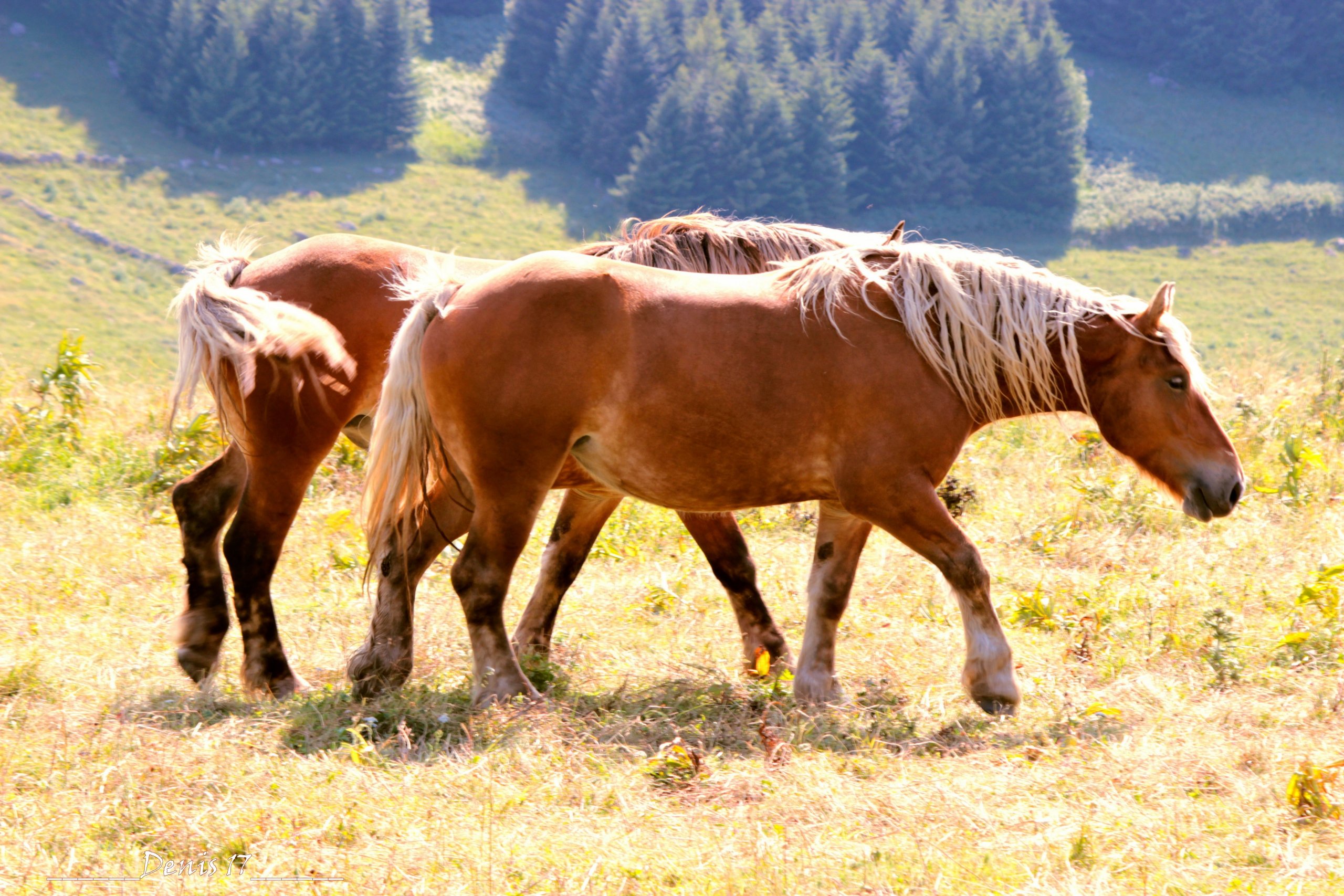 Fonds d'cran Animaux Chevaux AUVERGNE 2017