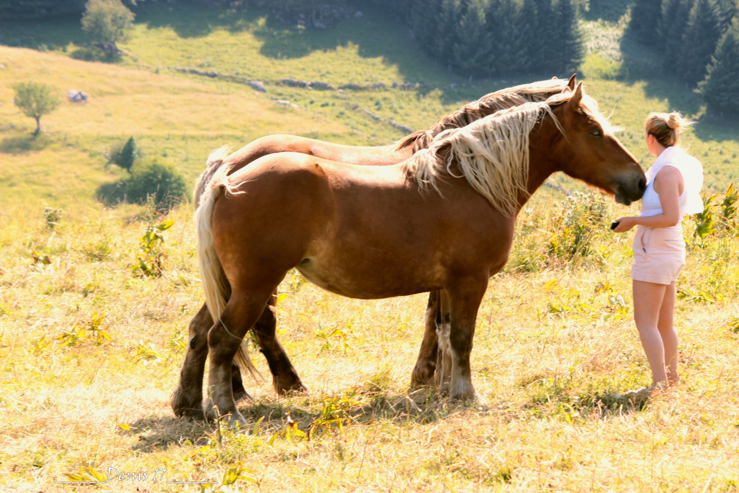 Fonds d'cran Animaux Chevaux AUVERGNE 2017