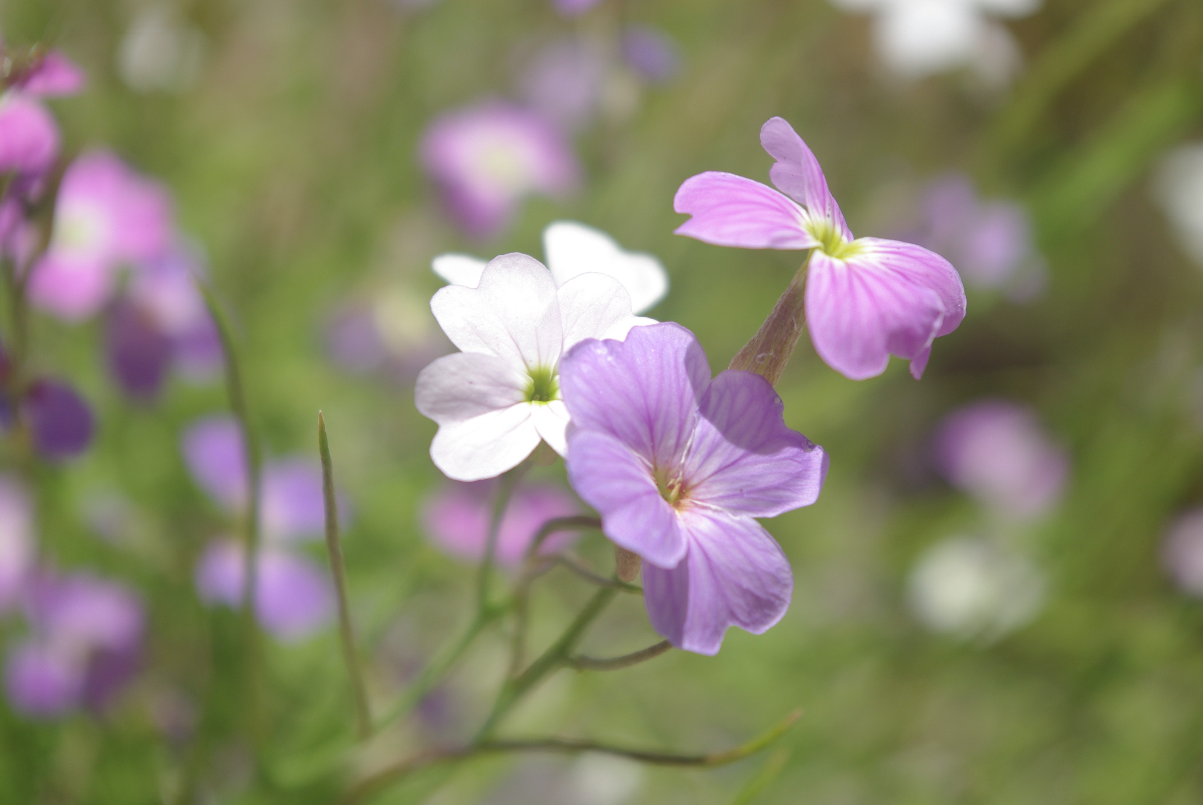 Fonds d'cran Nature Fleurs 