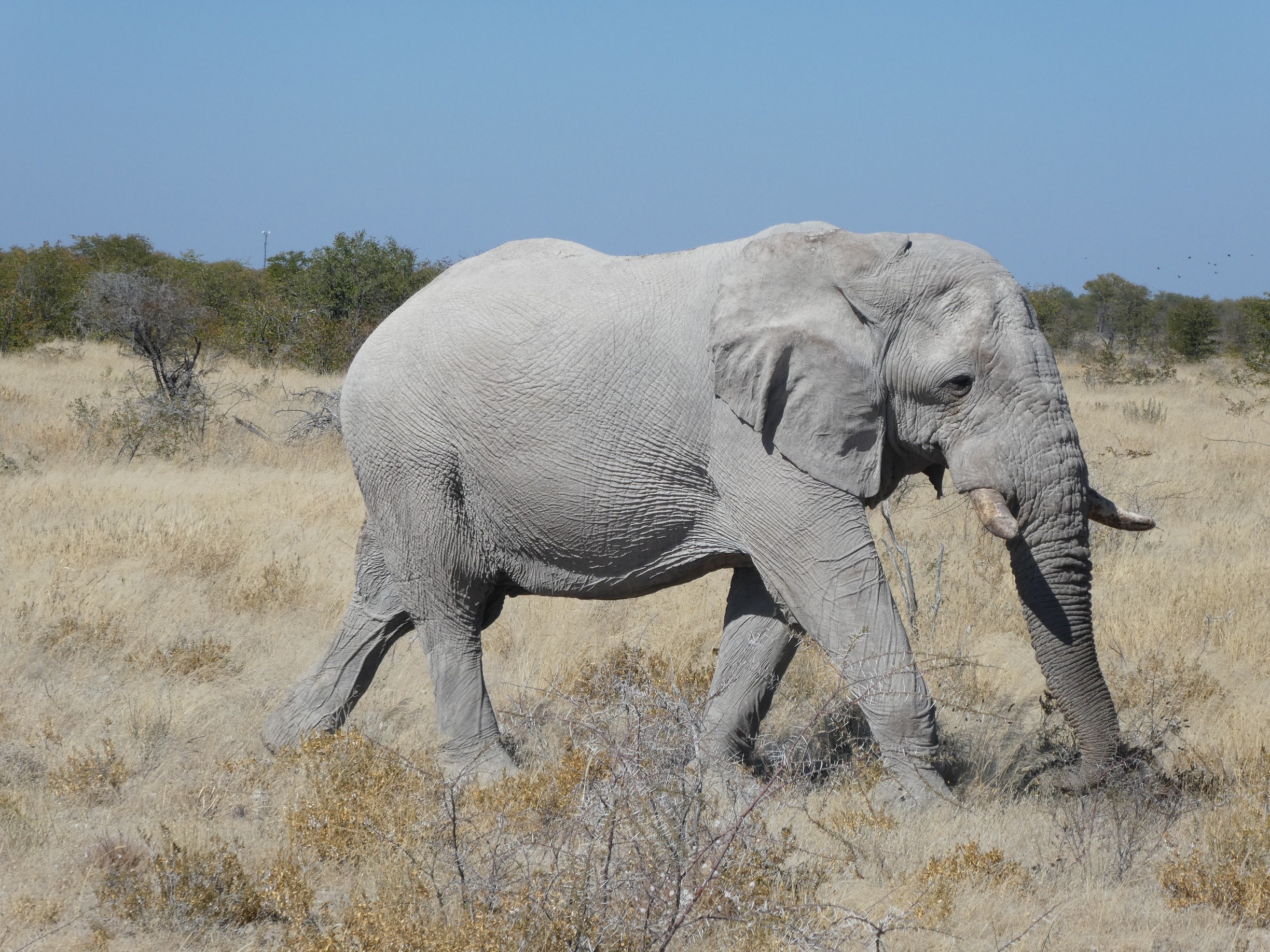 Fonds d'cran Animaux Elphants Eléphant, Namibie