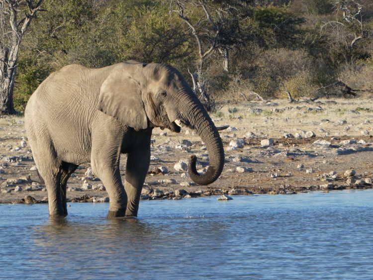 Wallpapers Animals Elephants Eléphant, Namibie