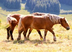  Animaux AUVERGNE 2017