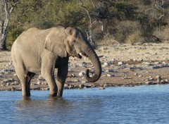  Animaux Eléphant, Namibie