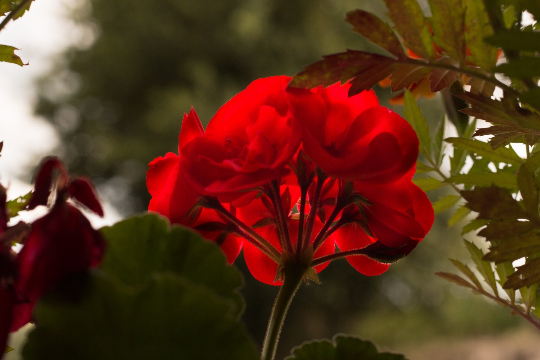 Fonds d'cran Nature Fleurs Fleur rouge