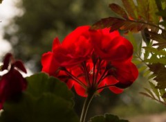  Nature Fleur rouge