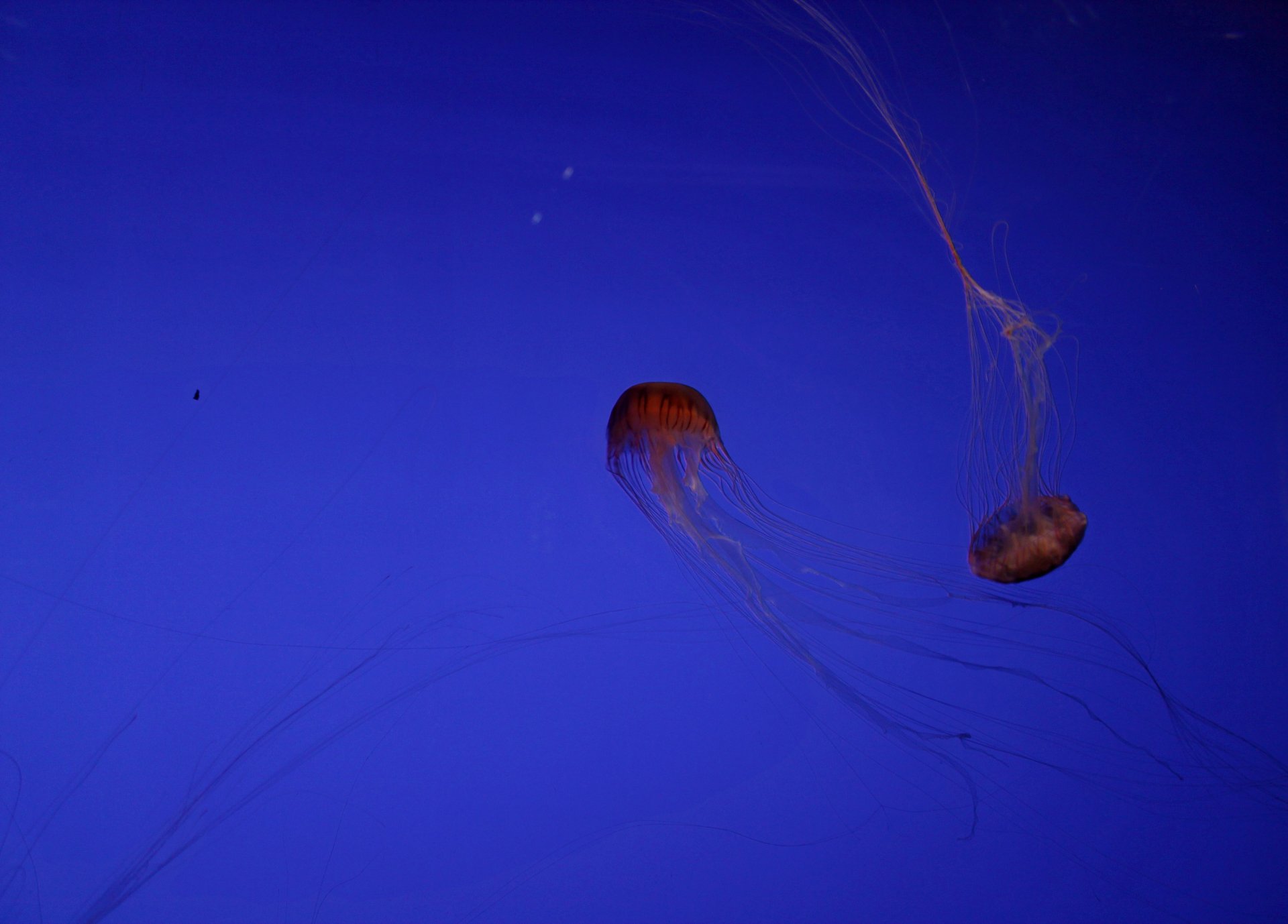 Wallpapers Animals Sealife - Jellyfish 