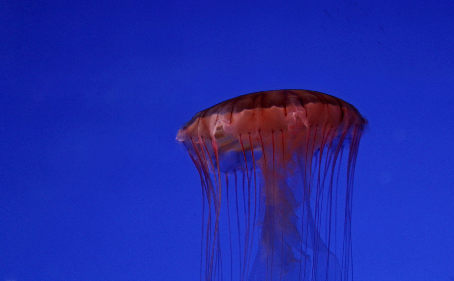 Wallpapers Animals Sealife - Jellyfish 