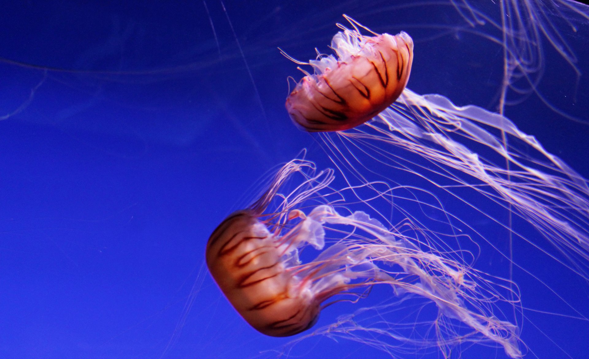 Fonds d'cran Animaux Vie marine - Mduses 