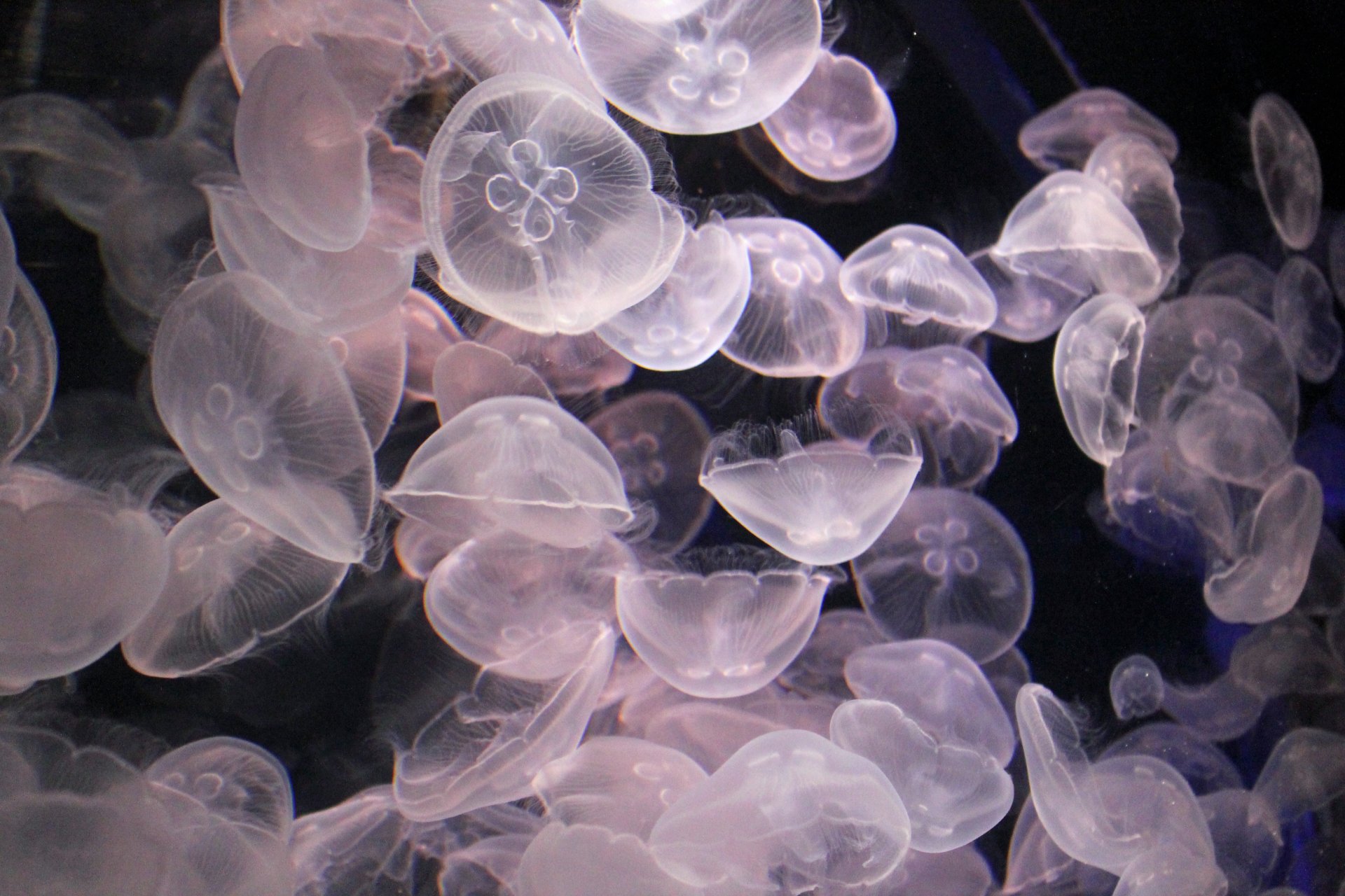 Wallpapers Animals Sealife - Jellyfish 