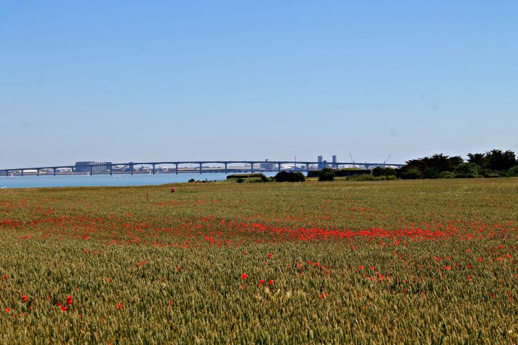 Wallpapers Constructions and architecture Bridges - Aqueduct pont de l'île de ré