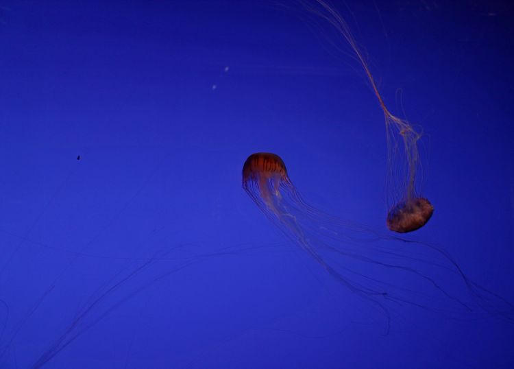 Wallpapers Animals Sealife - Jellyfish Wallpaper N450754