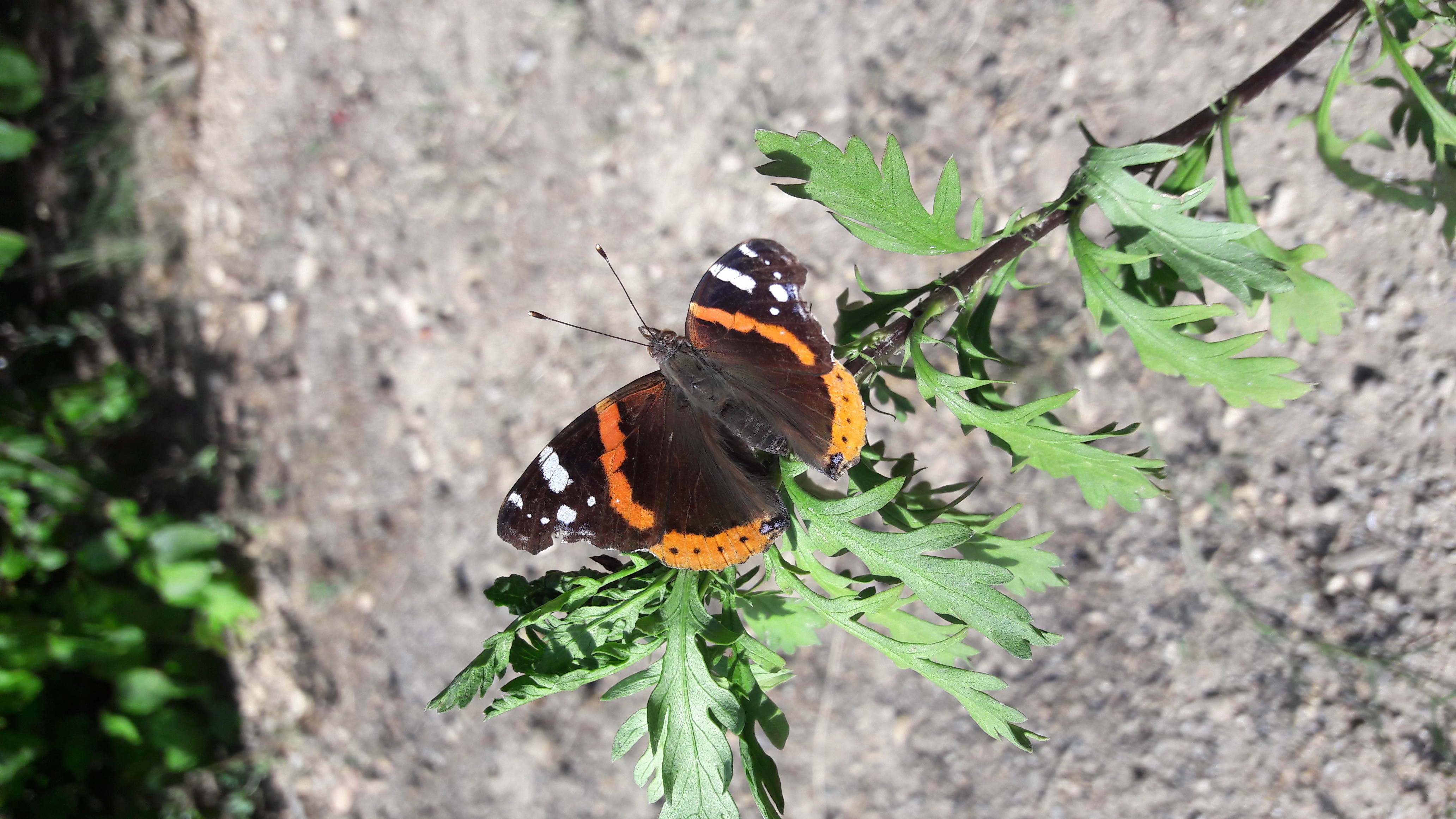 Fonds d'cran Animaux Insectes - Papillons 