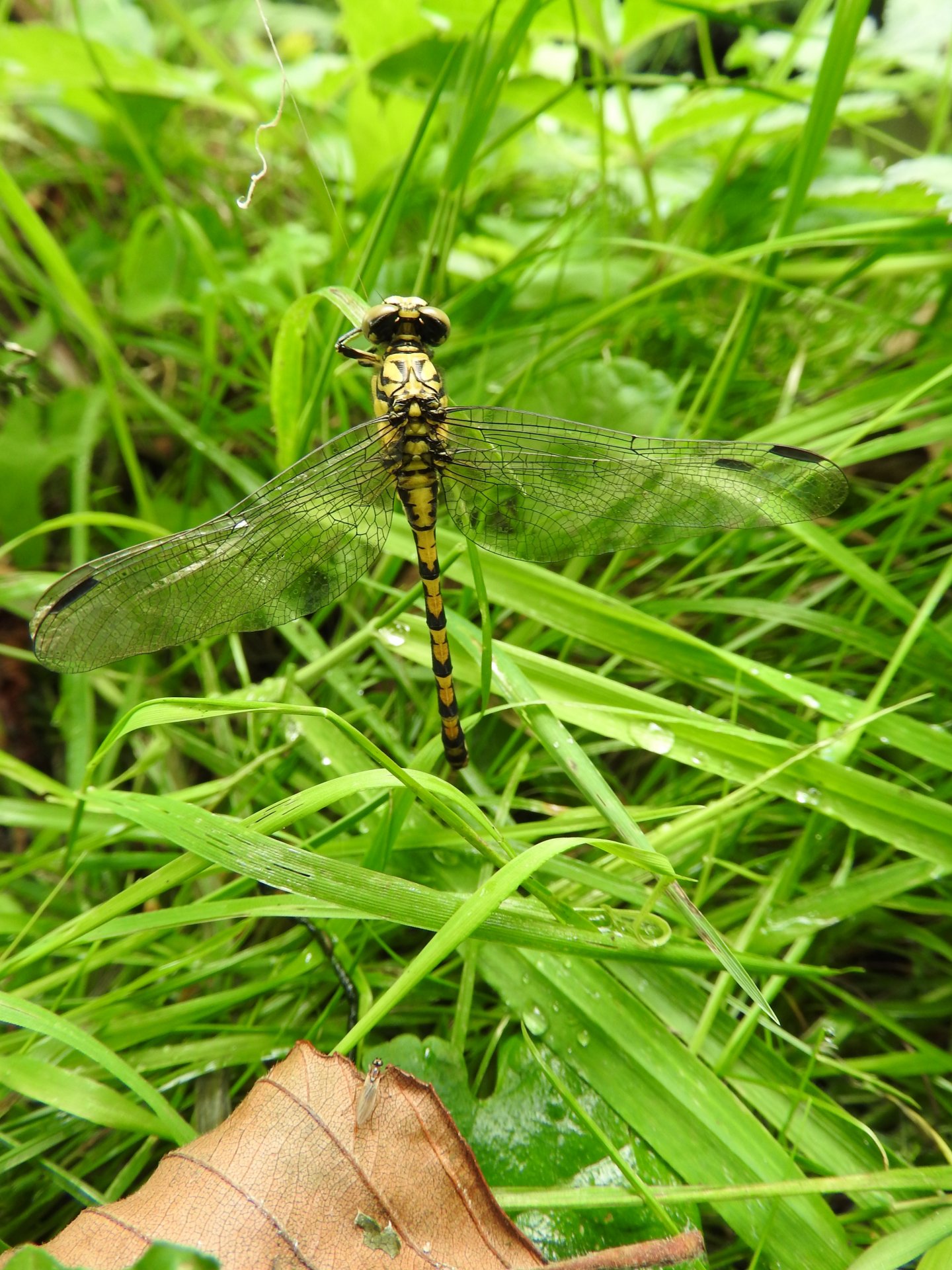 Wallpapers Animals Insects - Dragonflies 