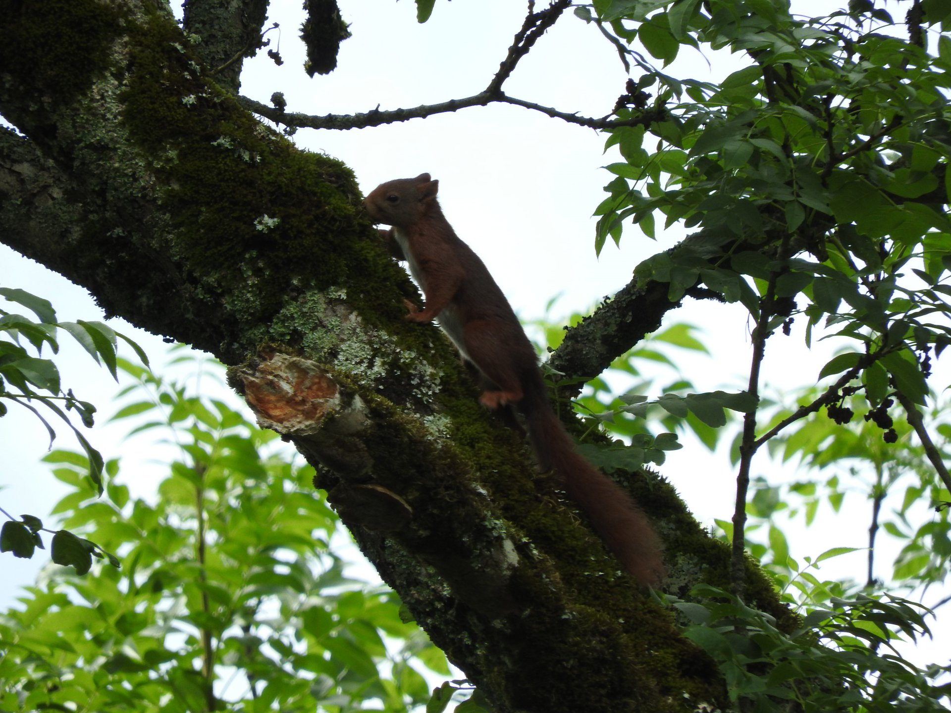 Wallpapers Animals Rodents - Squirrels écureuil