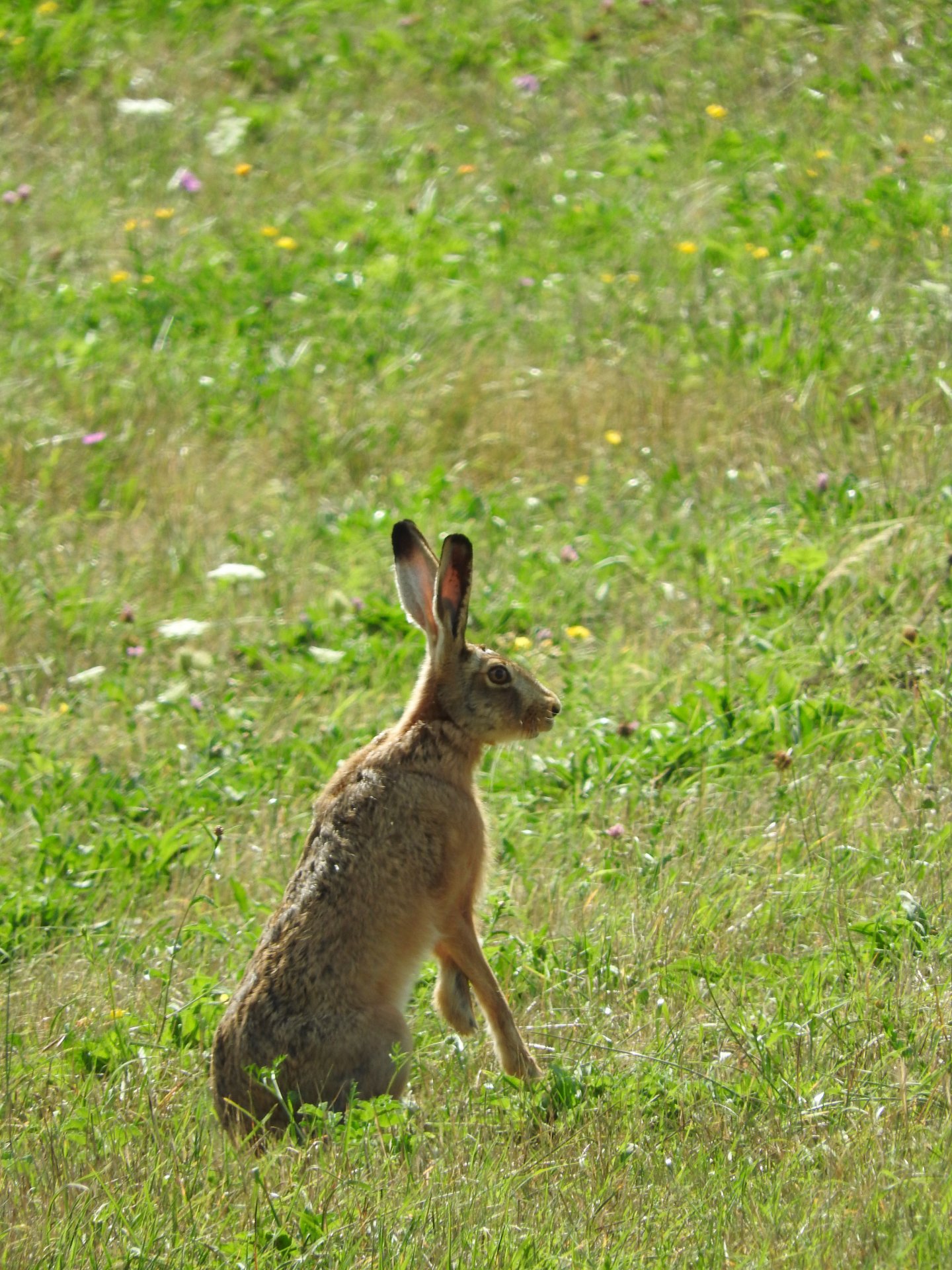 Fonds d'cran Animaux Lapins - Livres livre