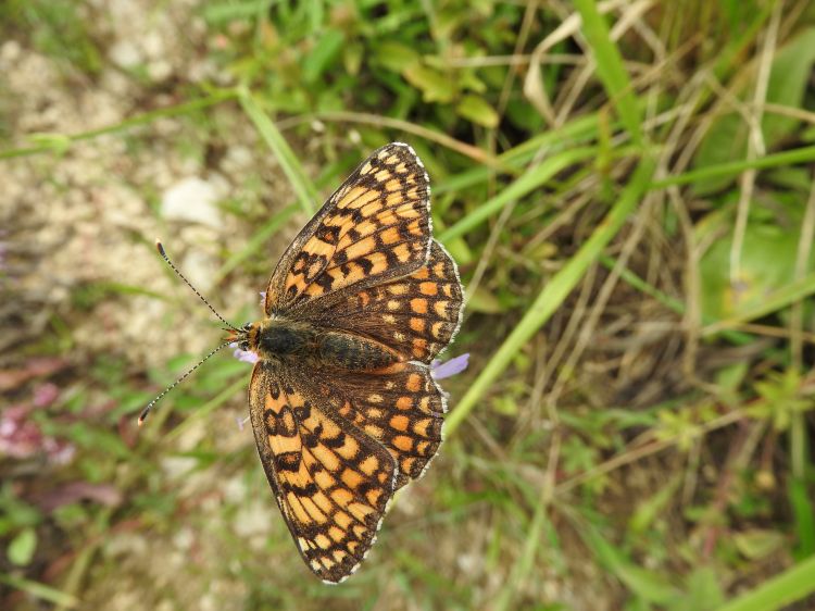 Fonds d'cran Animaux Insectes - Papillons papillons