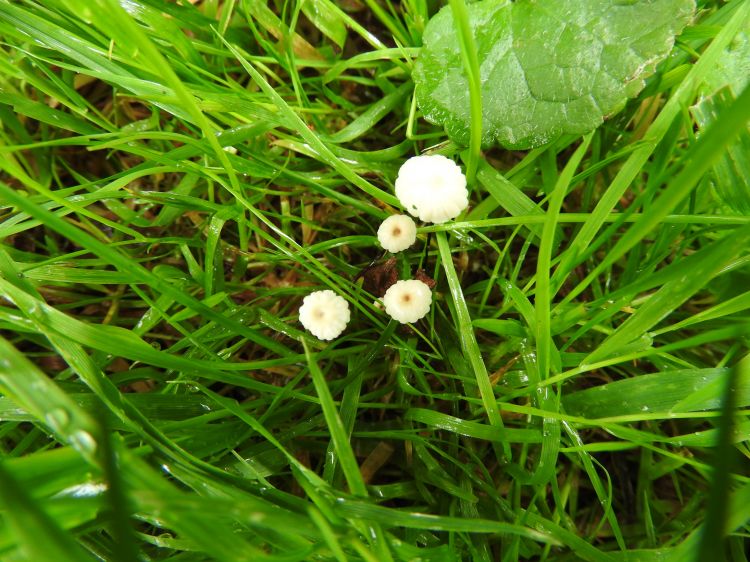 Wallpapers Nature Mushrooms champignons