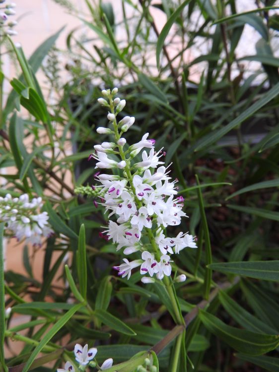 Fonds d'cran Nature Fleurs fleurs