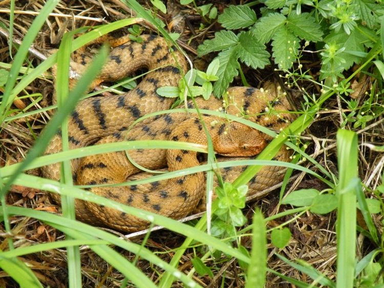 Fonds d'cran Animaux Serpents vipère