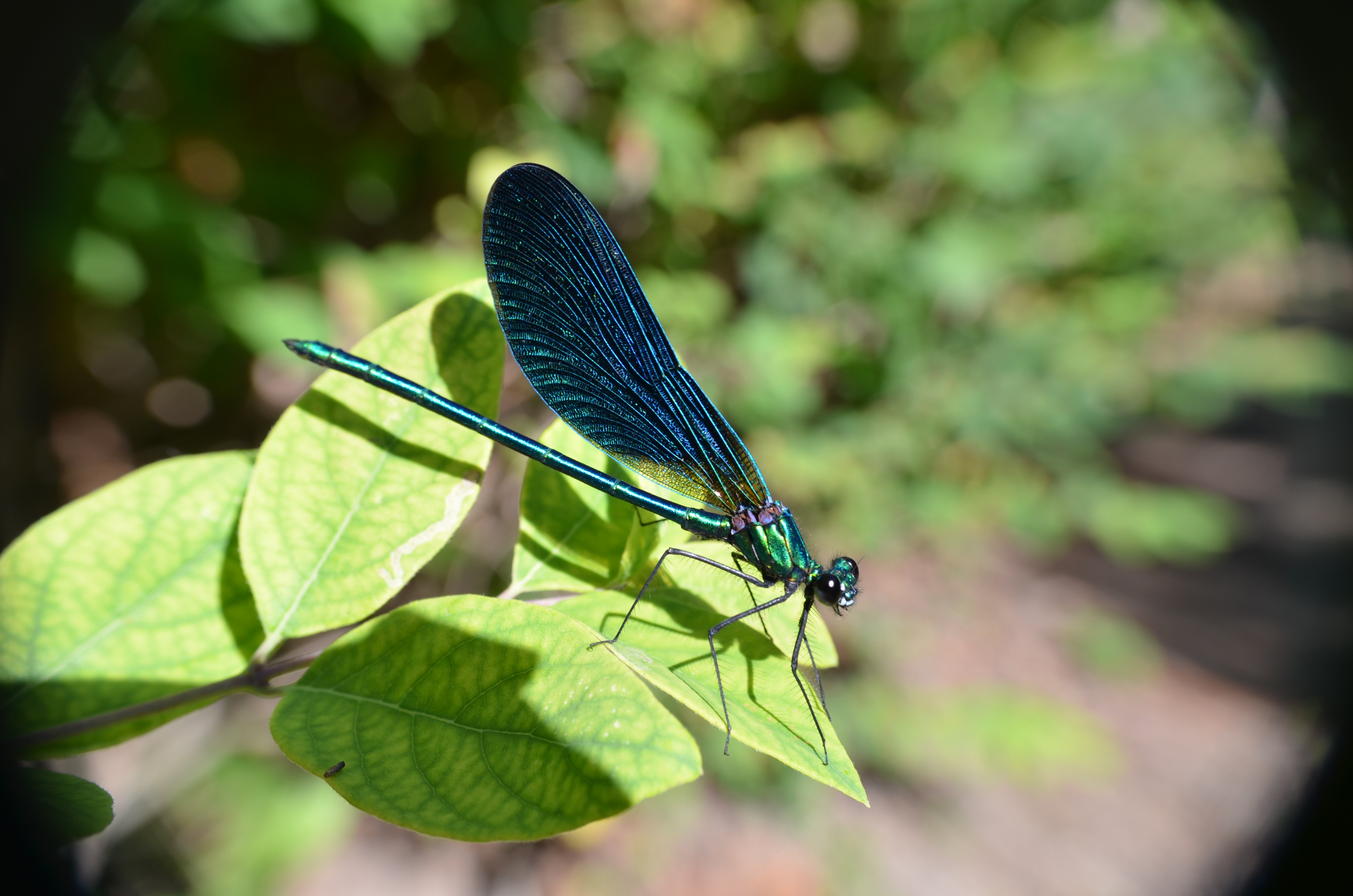 Wallpapers Animals Insects - Dragonflies 