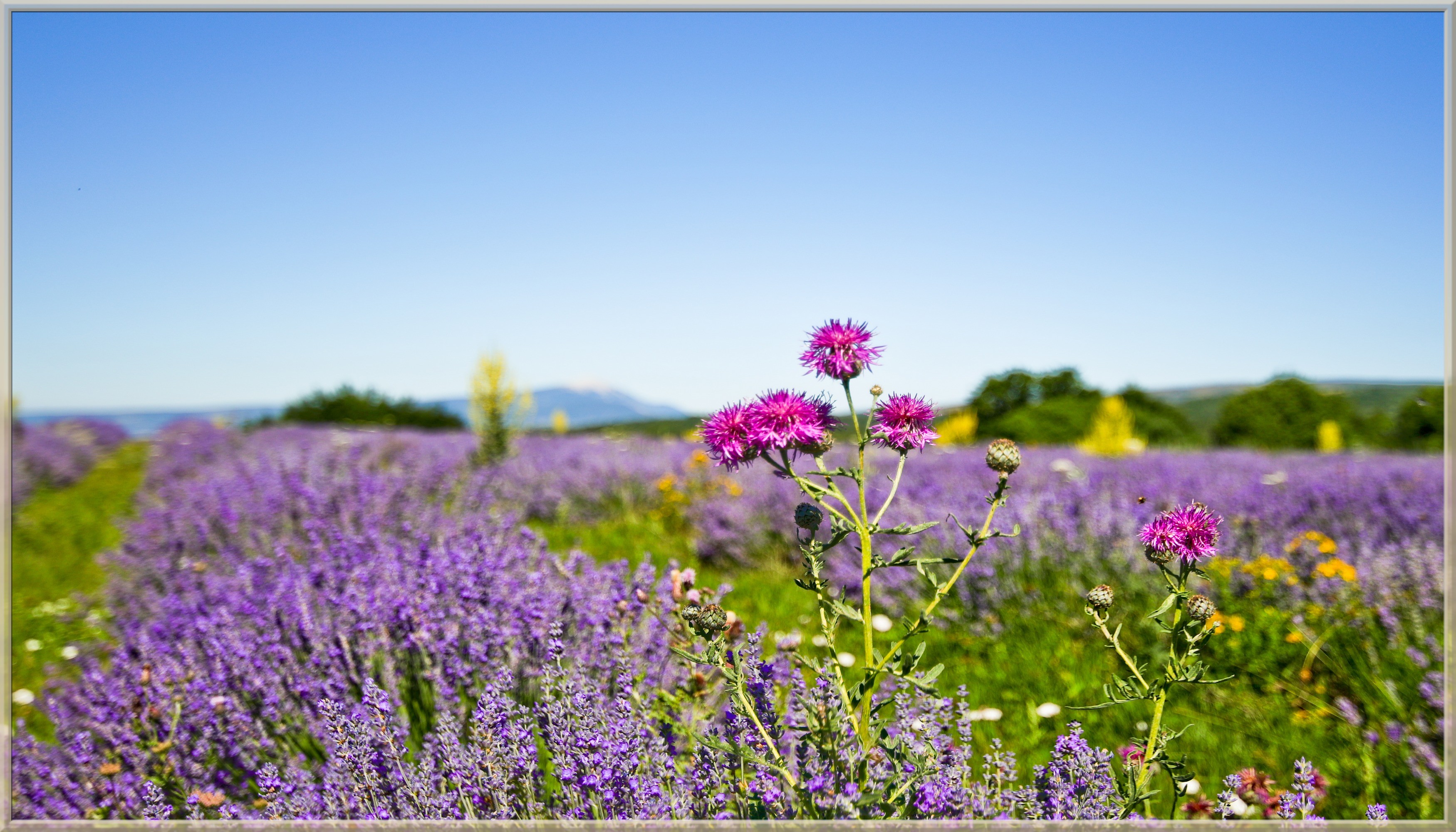 Wallpapers Nature Flowers 