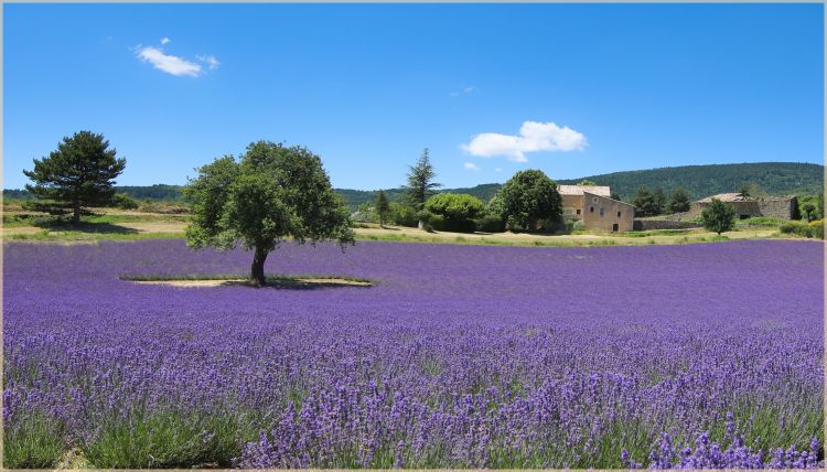 Fonds d'cran Nature Champs - Prairies Wallpaper N450866