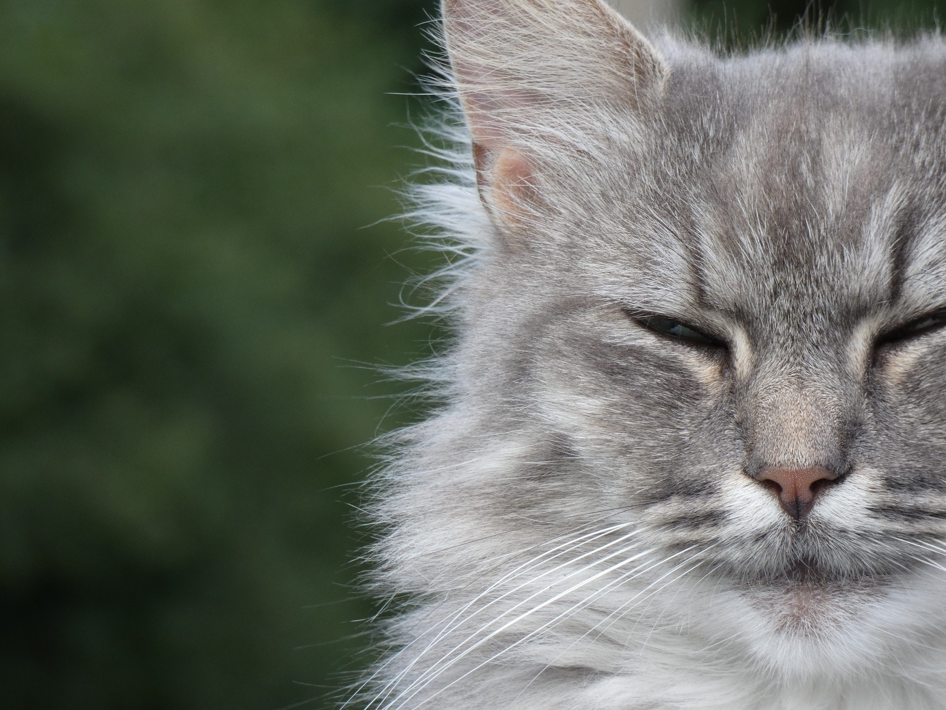 Fonds d'cran Animaux Chats - Chatons 