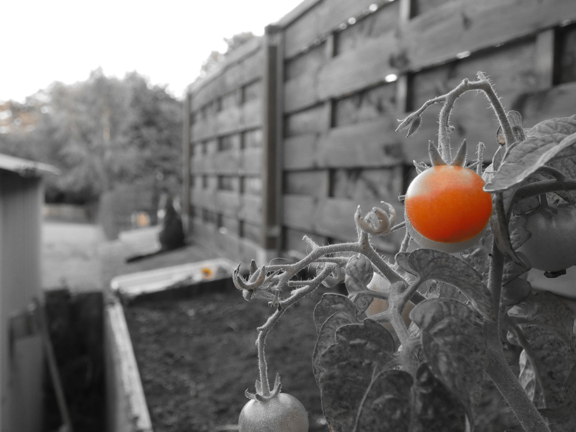 Fonds d'cran Nature Lgumes 