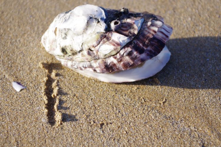 Wallpapers Nature Shells coquillage sur une plage