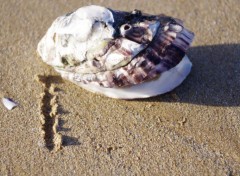  Nature coquillage sur une plage