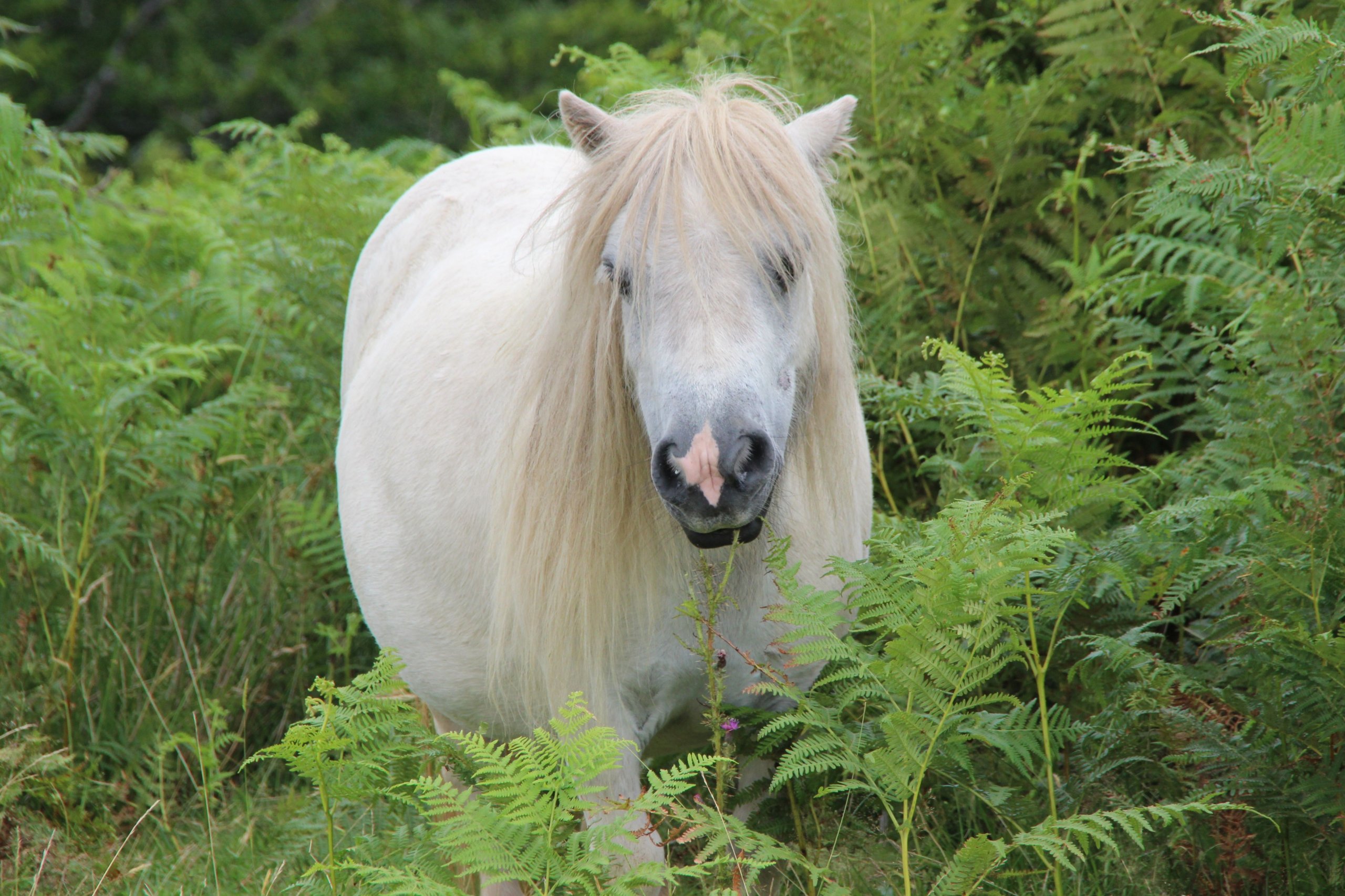 Fonds d'cran Animaux Chevaux 