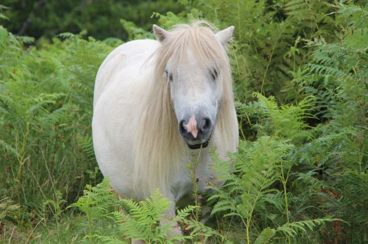 Fonds d'cran Animaux Chevaux Wallpaper N450918