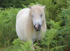  Animaux Image sans titre N450918