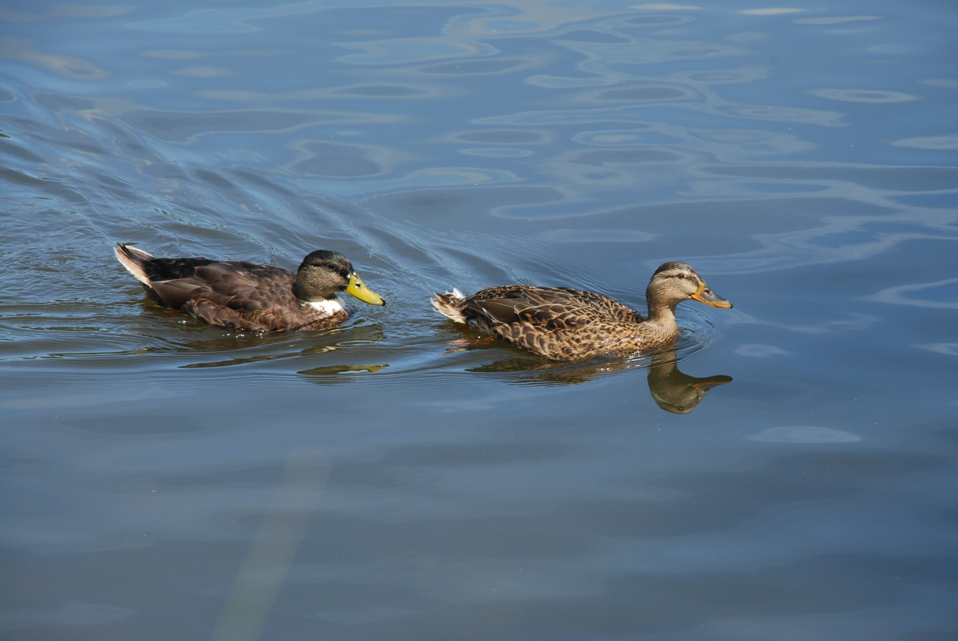 Wallpapers Animals Birds - Ducks 