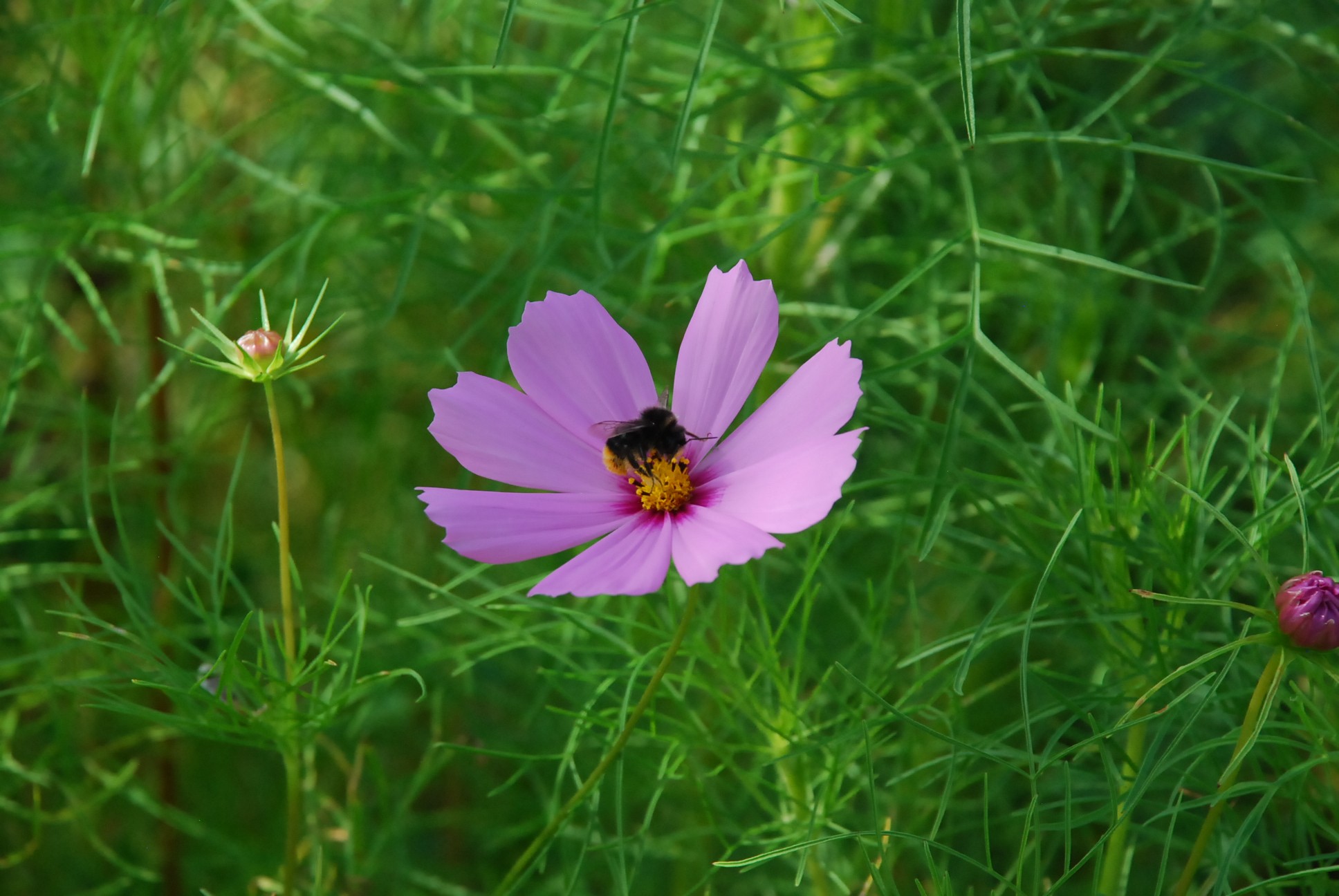 Wallpapers Nature Flowers 