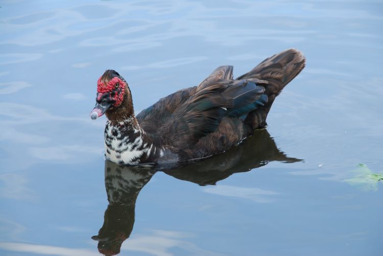 Fonds d'cran Animaux Oiseaux - Canards Wallpaper N451012