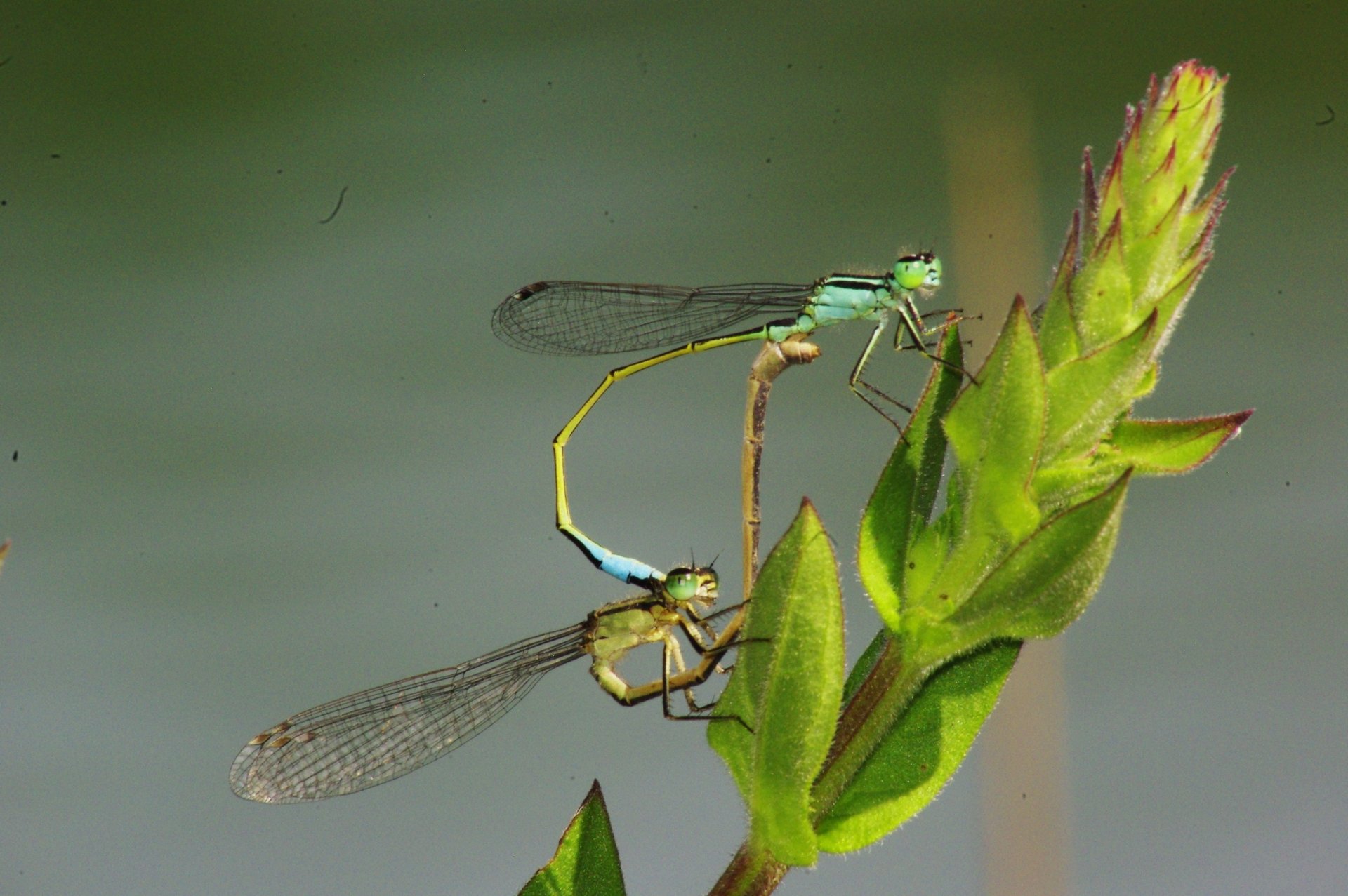 Fonds d'cran Animaux Insectes - Libellules 