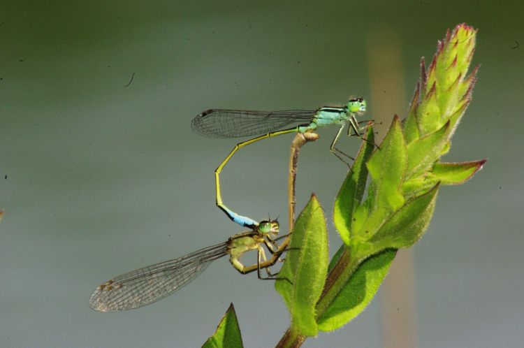 Fonds d'cran Animaux Insectes - Libellules Wallpaper N451032