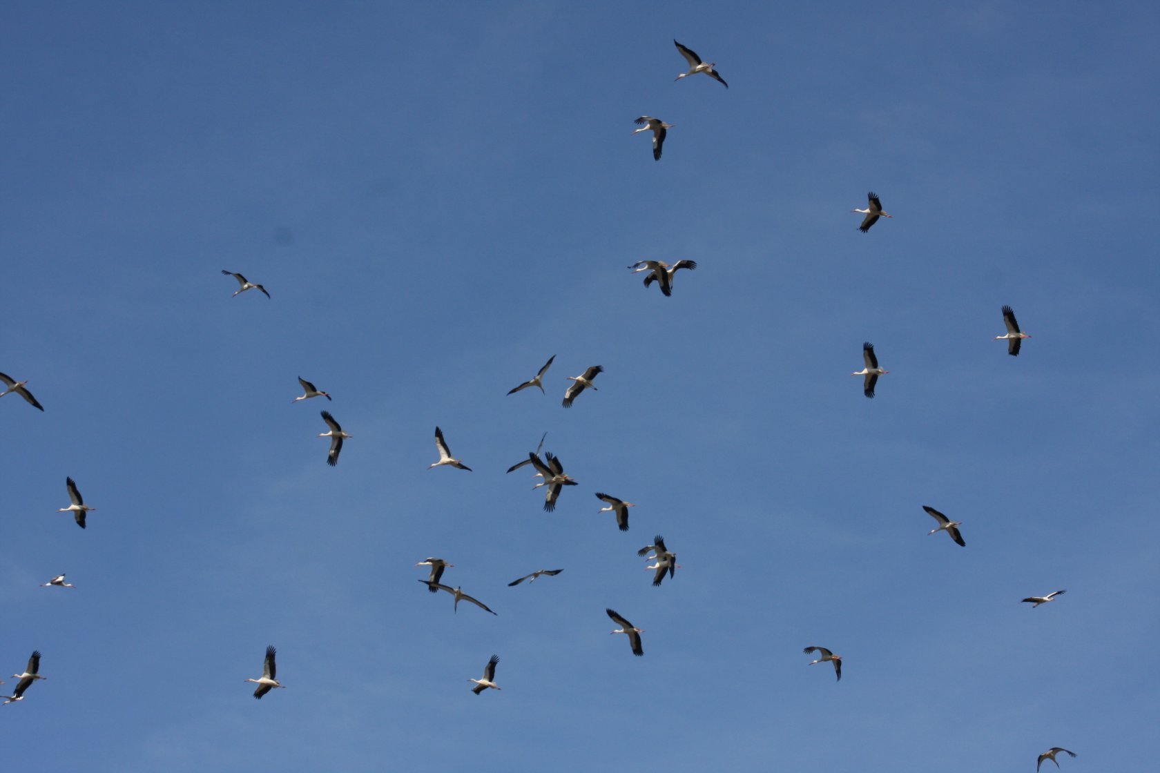 Fonds d'cran Animaux Oiseaux - Cigognes Cigognes en plein vol