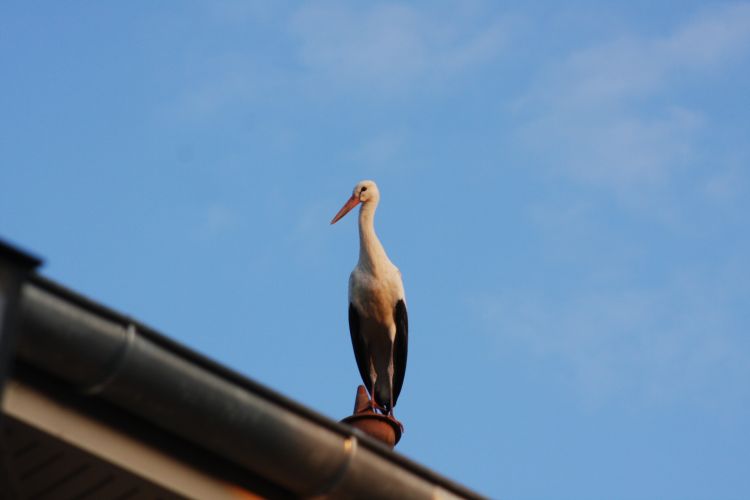 Wallpapers Animals Birds - Storks Cigogne posée en Isere