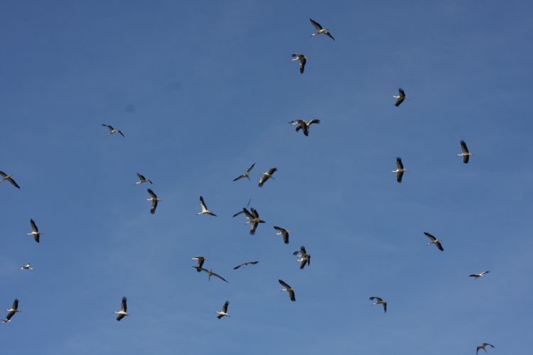 Fonds d'cran Animaux Oiseaux - Cigognes Cigognes en plein vol