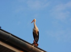  Animaux Cigogne posée en Isere